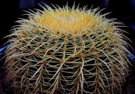 狂刺金琥|狂刺金琥 Echinocactus grusonii var. intertextus ...